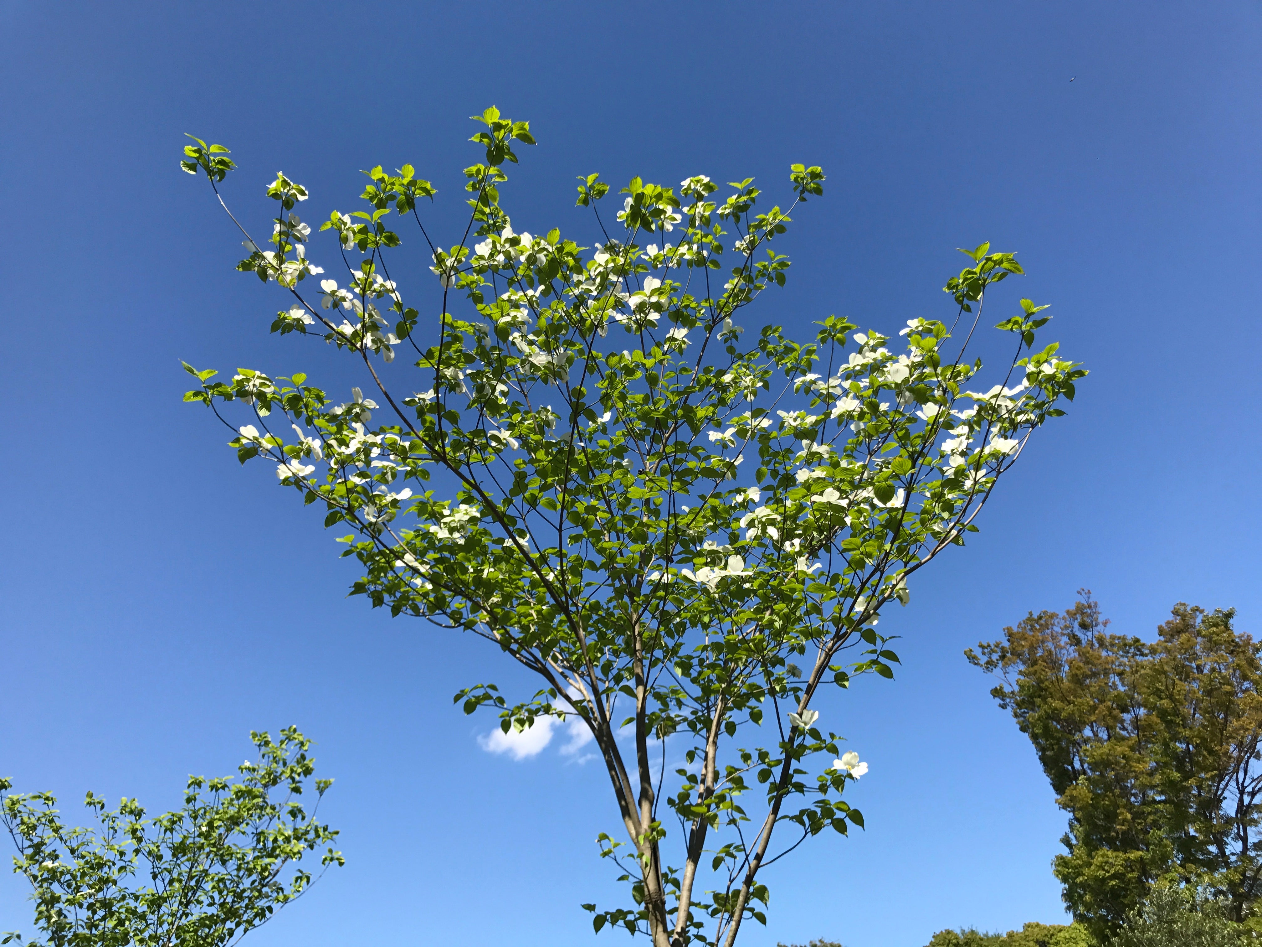 「勇気あるチャレンジ」か「単なる無謀」か